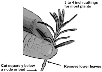 A cutting being held between a person's thumb and forefinger.