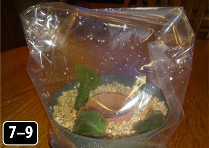A plastic flowerpot containing cuttings and covered with a gallon-size plastic bag.