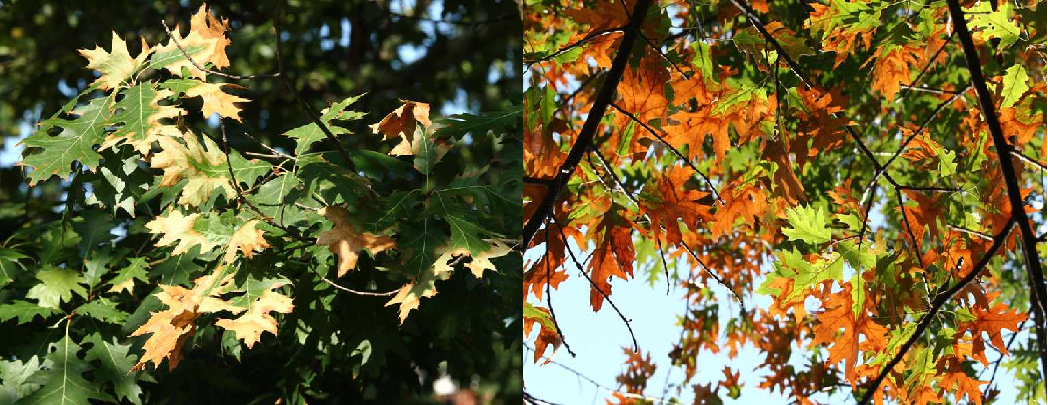 Top and bottom view of examples of bacterial leaf scorch on oak leaves.