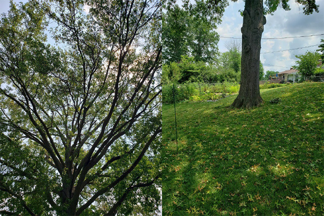 The underside of a tree and leaves on the ground.
