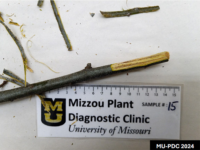 A stick with a ruler.