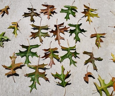Leaves on concrete showing oak wilt disease