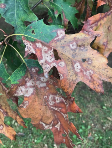 Brown leaves with spots on them.