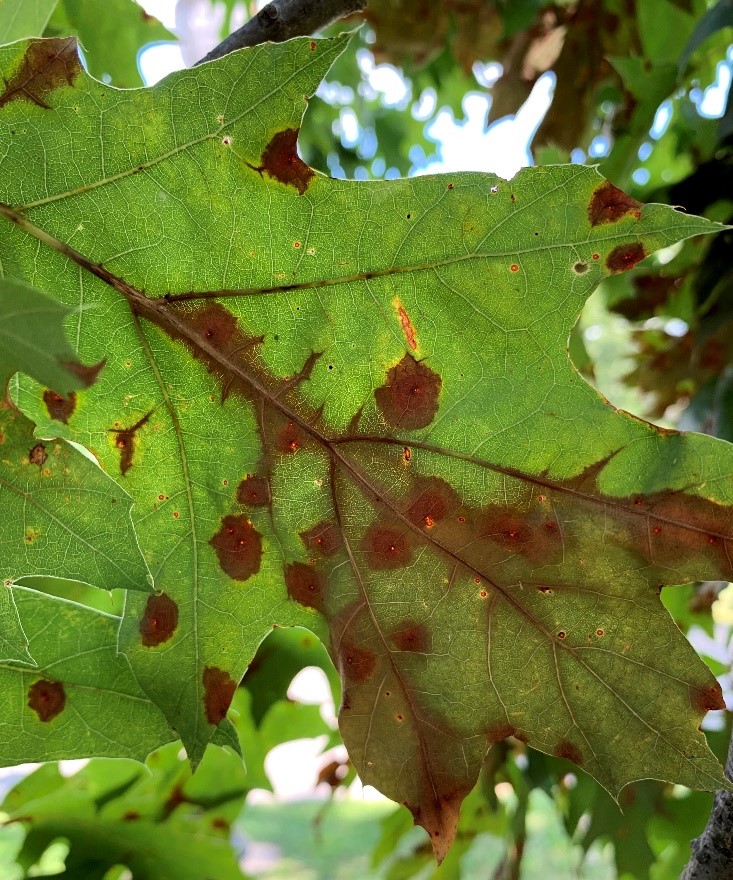 A leaf with brown spots on it.