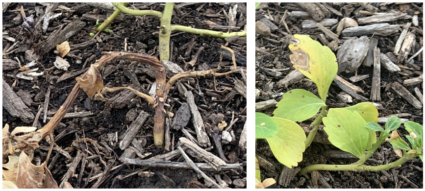 Leaves showing volutella leaf blight.
