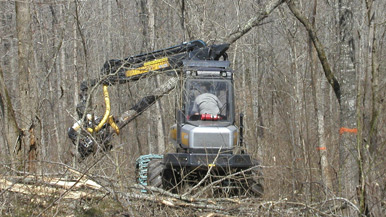 tree harvester in a forest