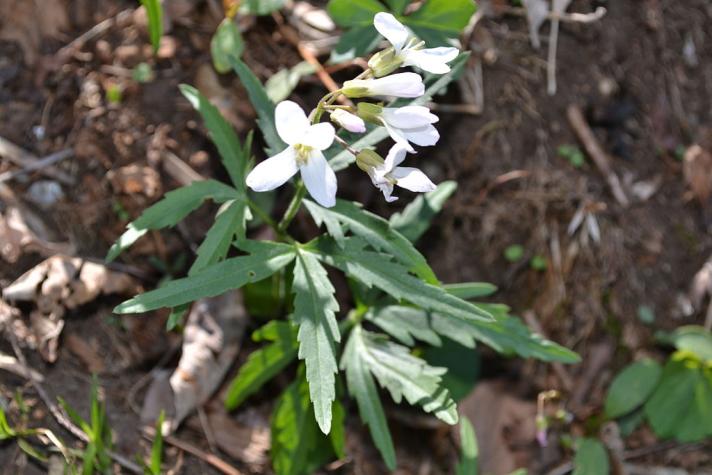 Cutleaf toothwort. Virginia State Parks staff. Shared under a Creative Commons license (CC BY 2.0). https://creativecommons.org/licenses/by/2.0/