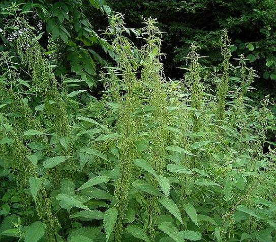 Stinging nettle. Frank Vincentz. Shared under a Creative Commons license (CC BY 3.0). https://creativecommons.org/licenses/by/3.0/
