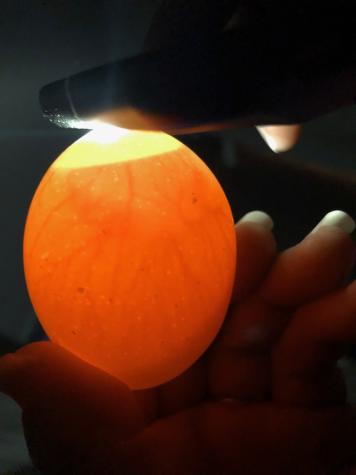 'Candling' eggs allows students to watch the development of an embryo inside its shell. Photo by Laura Browning.