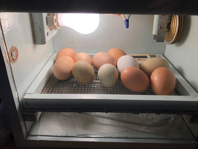 State extension specialist Laura Browning brought three incubators to her Boone County home so the eggs could continue to develop. Photo by Laura Browning.