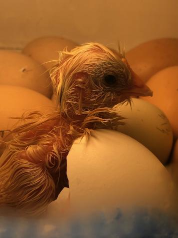 A newly hatched chick wonders what life has in store. Photo by Laura Browning.