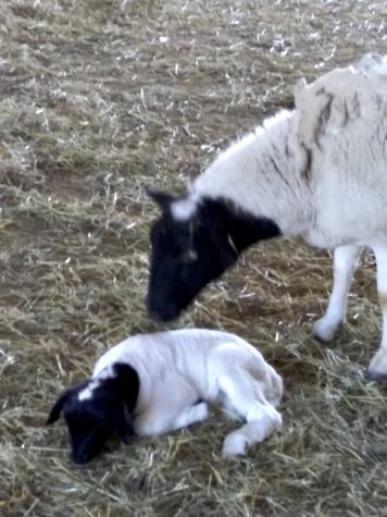 Luke Ketchum is raising an ewe and lamb for his 4-H sheep project.