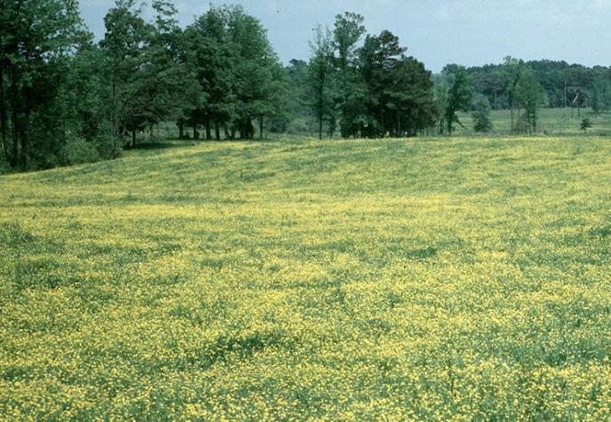 All parts of the buttercup plant are toxic to livestock. It is less toxic in dried hay. Photo courtesy of Sarah Kenyon.