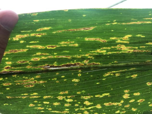 Figure 2. A corn leaf affected by the bacterial leaf streak pathogen when backlit. The yellow halos around the necrotic lesions are the result of the bacteria invading the cells around infection points and spreading through the plant. Photo by K. Bissonne
