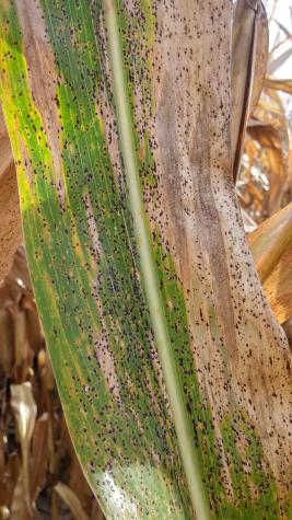 Stroma of tar spot covering a leaf with both green tissue and brown senescing tissue. Multiple diseases can occur with tar spot. These black raised dots are the stroma of the tar spot pathogen, which overwinters on residues at the soil surface. Photo by K