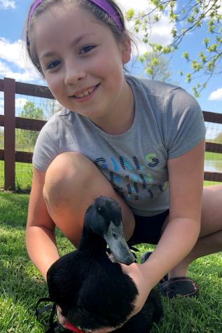 Competing virtually but persuasively, Audrey Tinoco's duck won Grand Champion Waterfowl at the Saline County fair, making Big Money eligible to compete at the State Fair.
