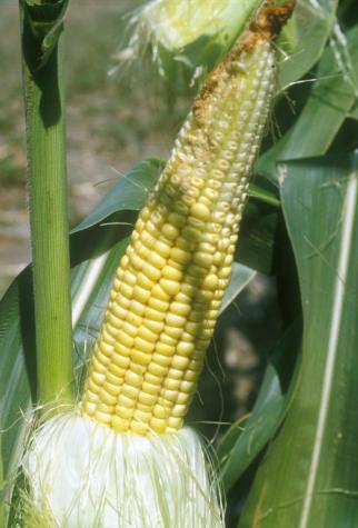 Figure 4: Aborted kernels. Some tip kernels never fertilized. Others in the top half of the ear stopped growing. Arrested kernels look different from unfertilized ovules in size and color.