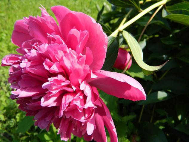 Ants on Peony Flowers: An Example of Biological Mutualism