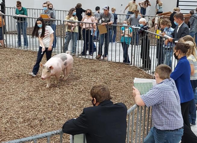 Youths evaluate market hogs at the 2021 Missouri 4-H Livestock Judging Contest.