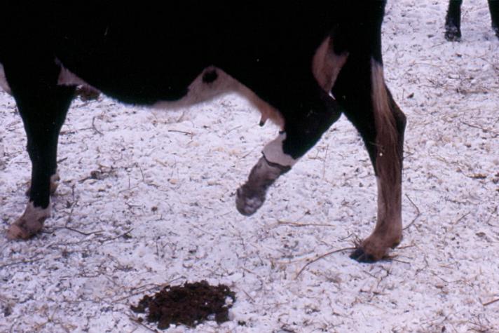 As temperatures drop, beef producers should be on the lookout for signs of fescue foot. University of Missouri Extension livestock specialist Eldon Cole shared these examples of fescue foot in cattle in various stages.