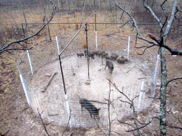 Traps like this one can catch an entire sounder of hogs all at once. Photo courtesy of the Missouri Department of Conservation.
