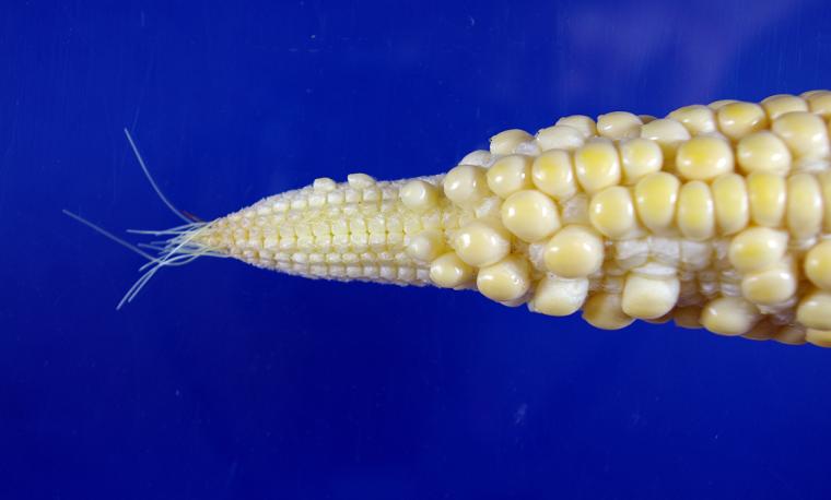Poor kernel formation resulted from delayed silk elongation. Photo courtesy of Bill Wiebold.