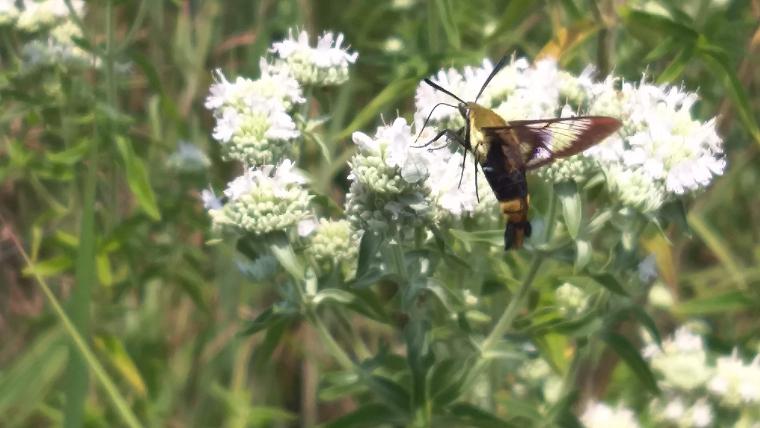 Hummingbird clearwing moth. Photo by Tamra Reall, University of Missouri Extension.