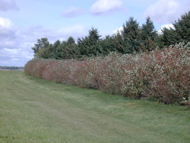 Windbreaks Can Help Prevent Herbicide Injury | MU Extension