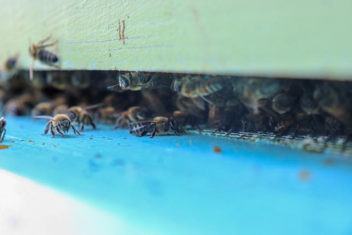 Bees entering and exiting a hive.
