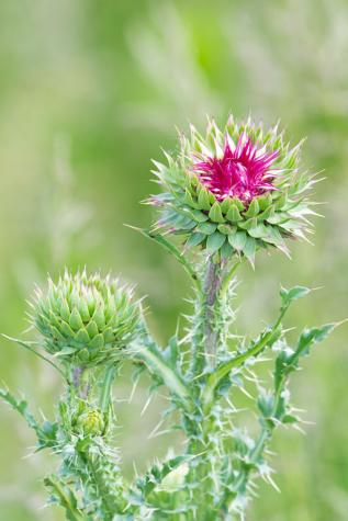 Musk thistle. Photo by Andrew C, CC BY 2.0, via Wikimedia Commons at https://commons.wikimedia.org/wiki/File:Musk_Thistle_(Carduus_nutans)_(17390373644).jpg