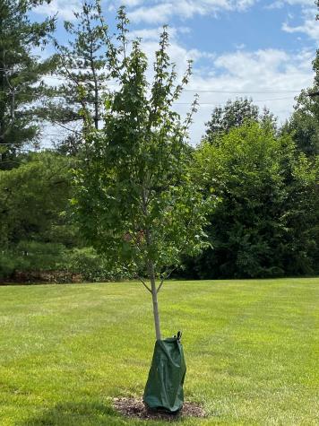 Tree-watering bags placed around the trunk of small, young trees can slowly irrigate the soil. Photo by Michele Warmund.