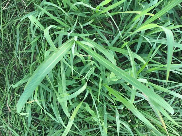 Johnson grass, a common forage, can build up prussic acid, which is harmful and sometimes deadly to animals. Photo courtesy of Tim Evans.