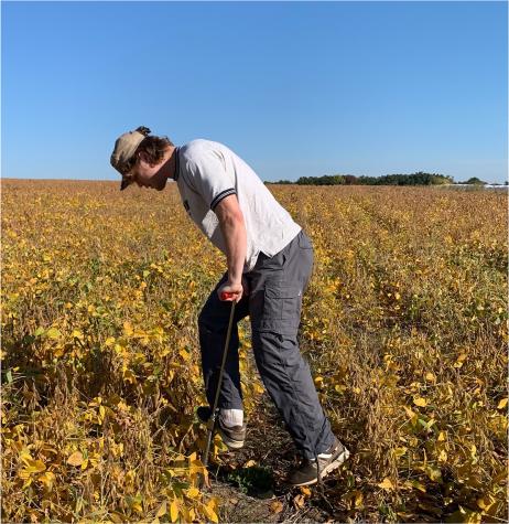 MU undergraduate Sam East sampling a Missouri soybean field. MU Extension photo.