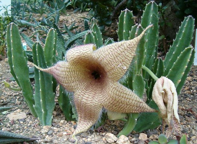 Something’s rotten in Denmark. The star-shaped flower of a carrion plant produces a rotting-flesh odor to attract flies for pollination. Photo: BotBln, CC BY-SA 3.0 (http://creativecommons.org/licenses/by-sa/3.0/), via Wikimedia Commons.