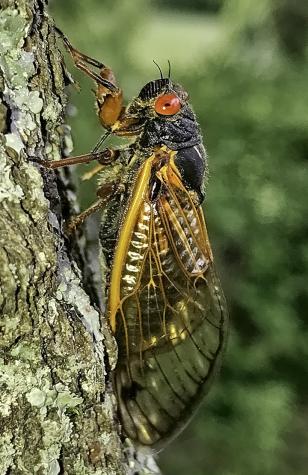 Billions of cicadas bring buzzy magic to Missouri in 2024 | MU Extension