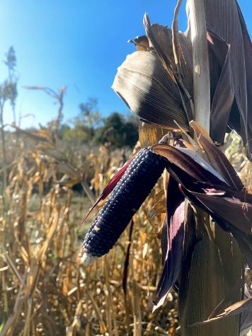 Blue corn.