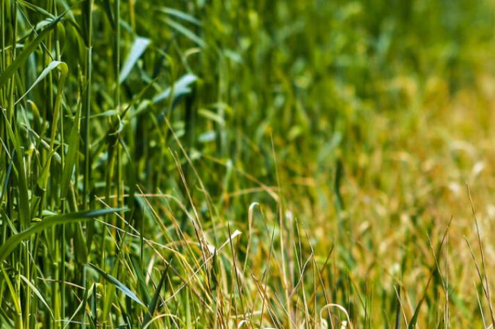 Tall grass.