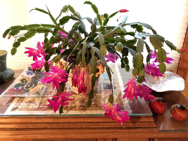Holiday cactus
