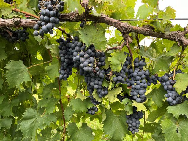 Chambourcin grapes nearing 2024 harvest in Missouri. Photo by Dean Volenberg.