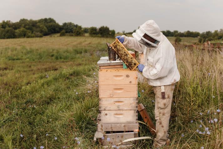 Kit Smith working with a bee hive.