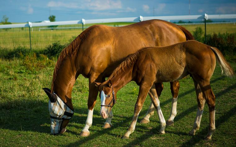 Horses in field