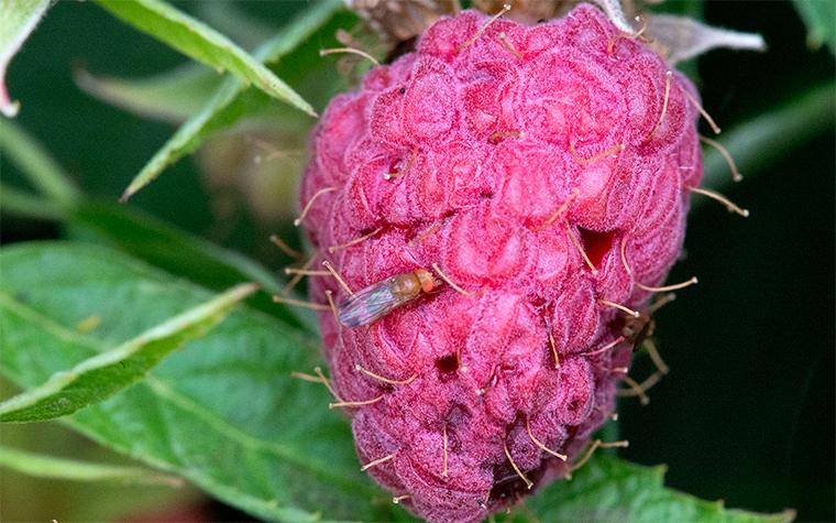 Spotted wing drosophila on raspberry