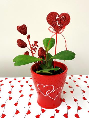 sweetheart hoya plant