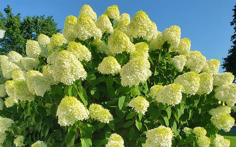 Hydrangea