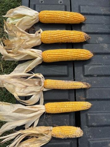 Corn stunt disease.