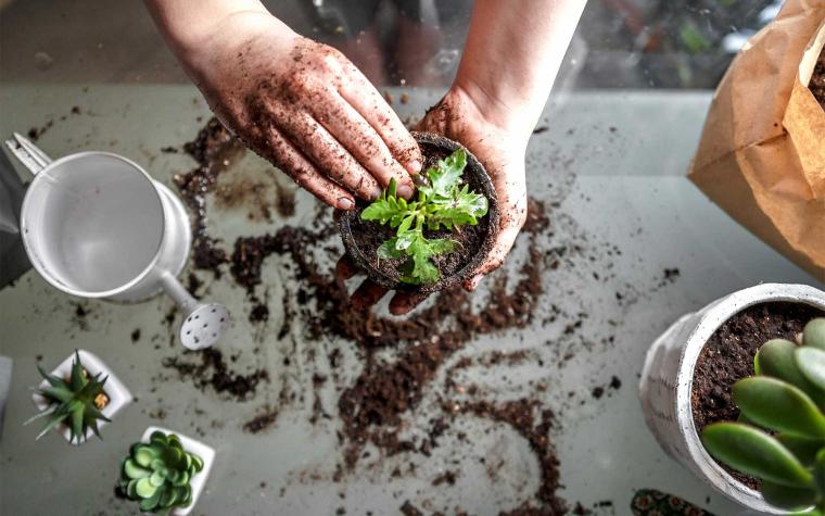 Hands packing potting soil around plant,