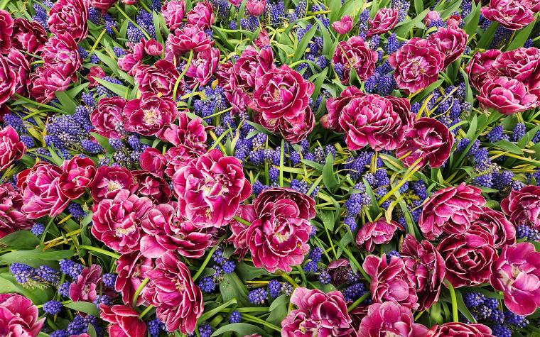 Choose flowering bulbs in a variety of contrasting colors and sizes to add interest to your landscape. Photo by Katie Kammler.