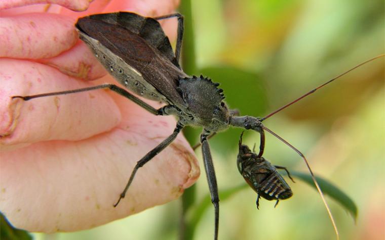 wheel bug