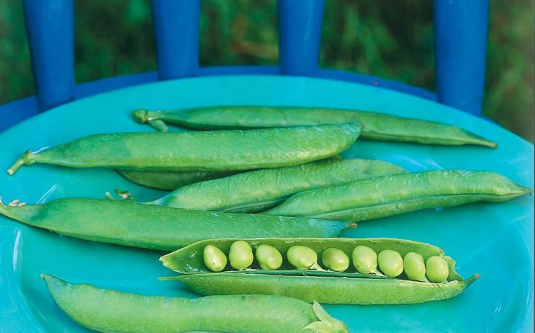 pea pods on a plate with one split showing peas inside