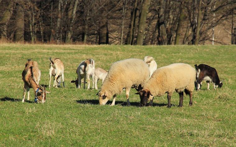 Sheep and goats